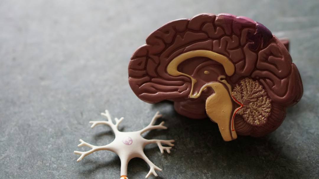 Meningiomas y Schwannomas: Explorando dos tipos de tumores cerebrales