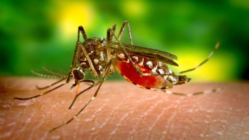 dengue-identifica-los-sintomas-y-busca-ayuda-a-tiempo imagen de artículo