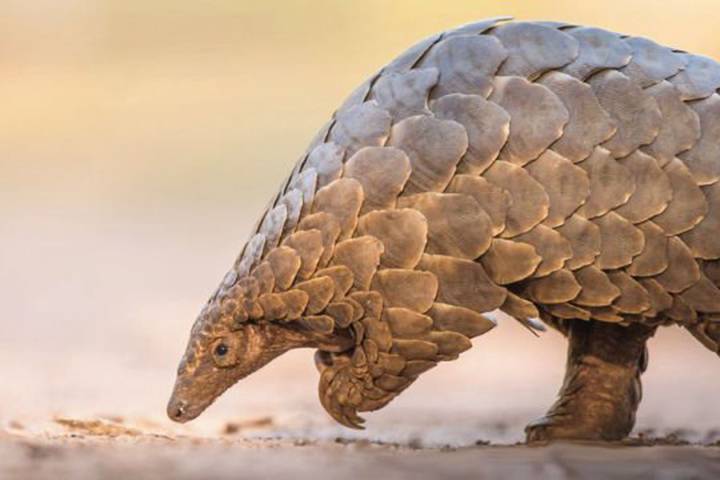 el-pangolin-da-coronavirus imagen de artículo