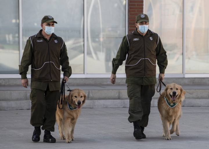 los-perros-pueden-detectar-si-alguien-es-portador-de-coronavirus imagen de artículo