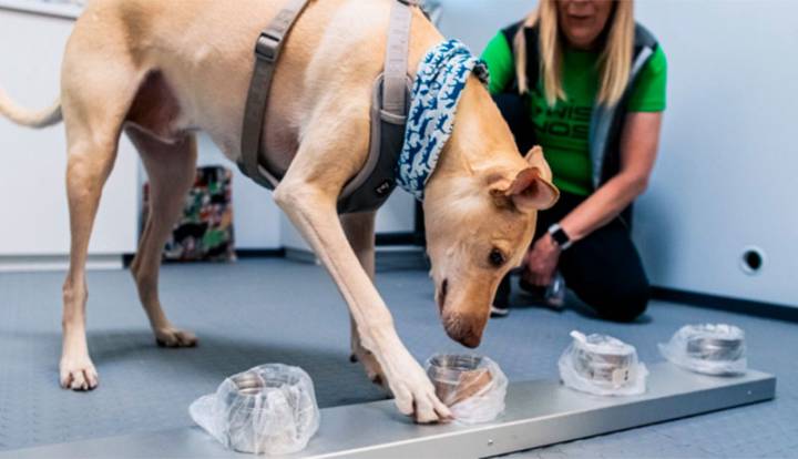 diagnostico-de-covid-19-a-traves-del-olor imagen de artículo