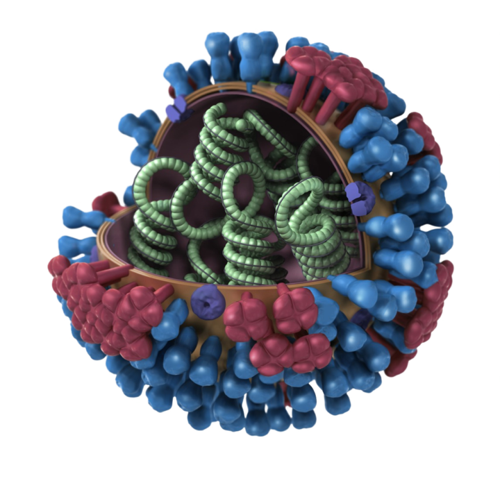 que-tipo-de-influenza-es-la-mas-peligrosa imagen de artículo