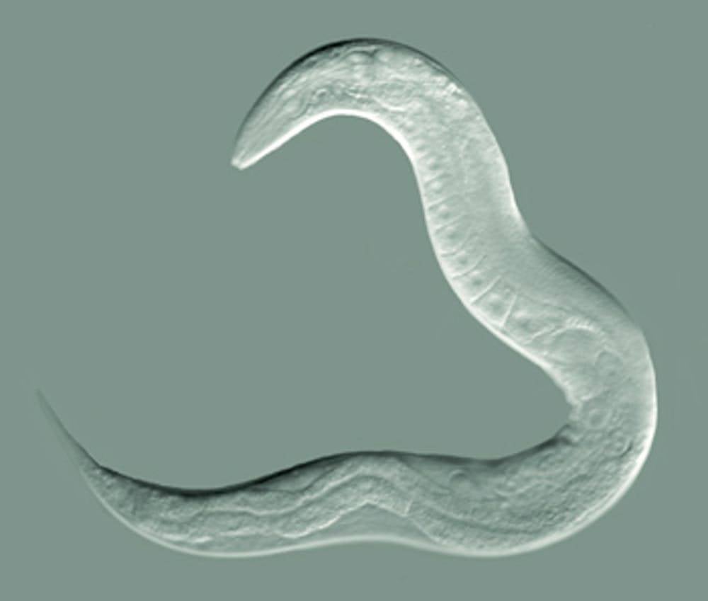 c-elegans-por-que-este-gusano-es-tan-util-para-la-ciencia-y-la-medicina imagen de artículo