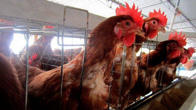 gripe-aviar-h10n3-podria-causar-una-pandemia imagen de artículo