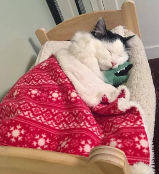 los-gatos-que-duermen-con-sus-duenos-podrian-contraer-covid-19 imagen de artículo