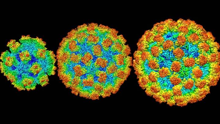 que-es-el-norovirus-brote-de-vitus-registrado-en-reino-unido imagen de artículo