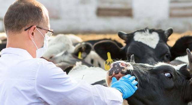 detectan-casos-de-fiebre-q-en-la-region-bio-bio imagen de artículo