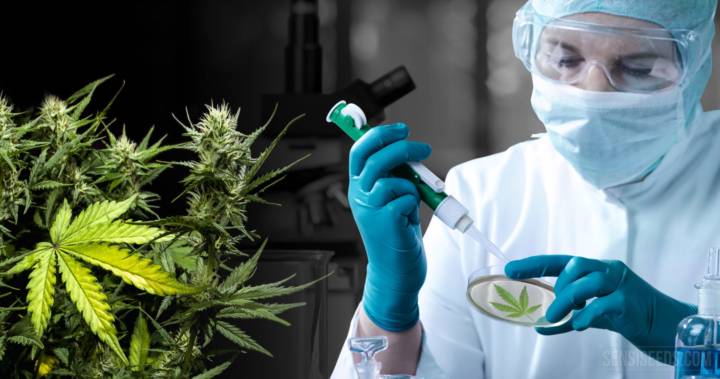 dolor-cronico-y-cannabinoides imagen de artículo