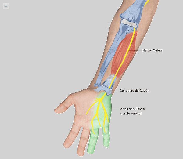 anatomía del nervio del codo