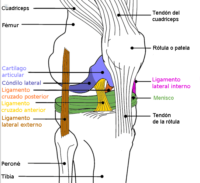 Ligamento cruzado anterior