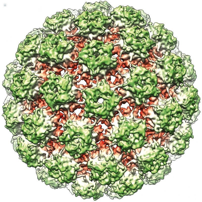 Virus papiloma humano