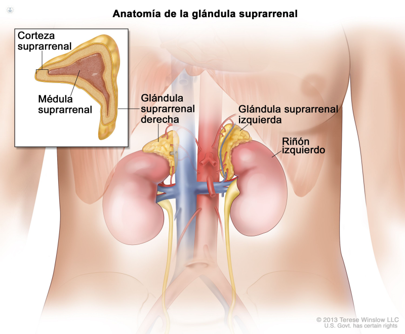 Medula suprarenal
